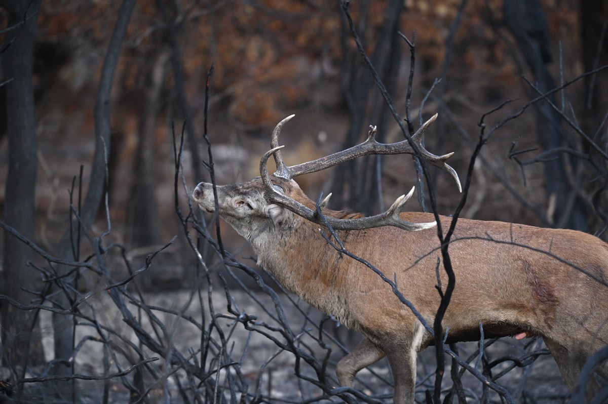 Cerf qui se déplace parmi des brûlis de genêts.