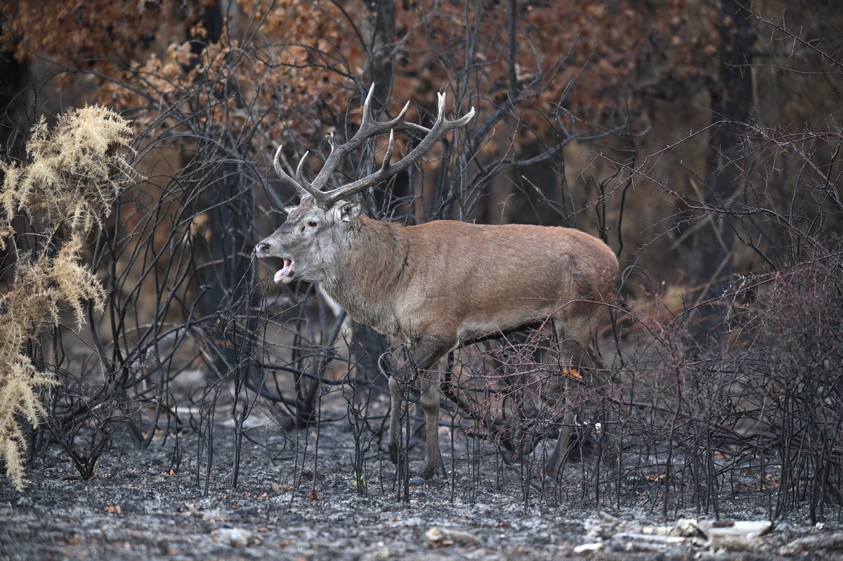 Cerf au brame après un feu de broussailles.