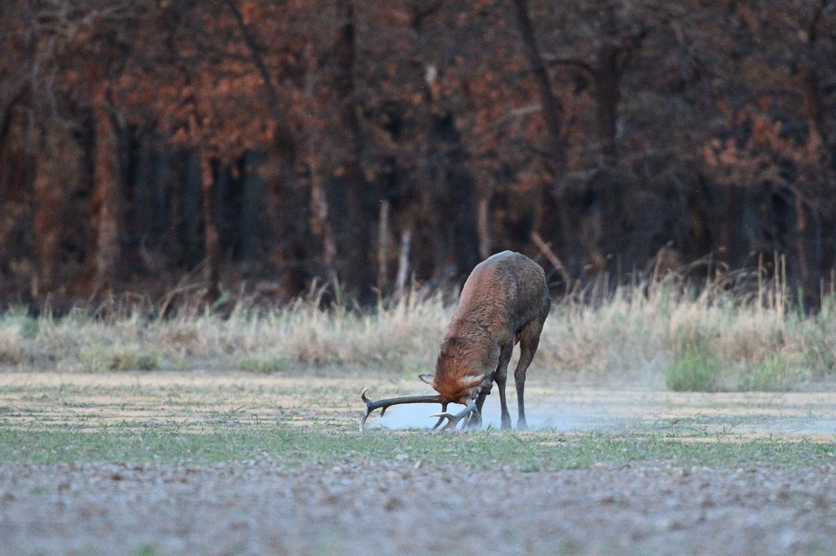 Cerf en rut.