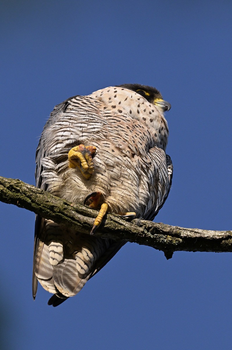 Faucon au soleil matinal.