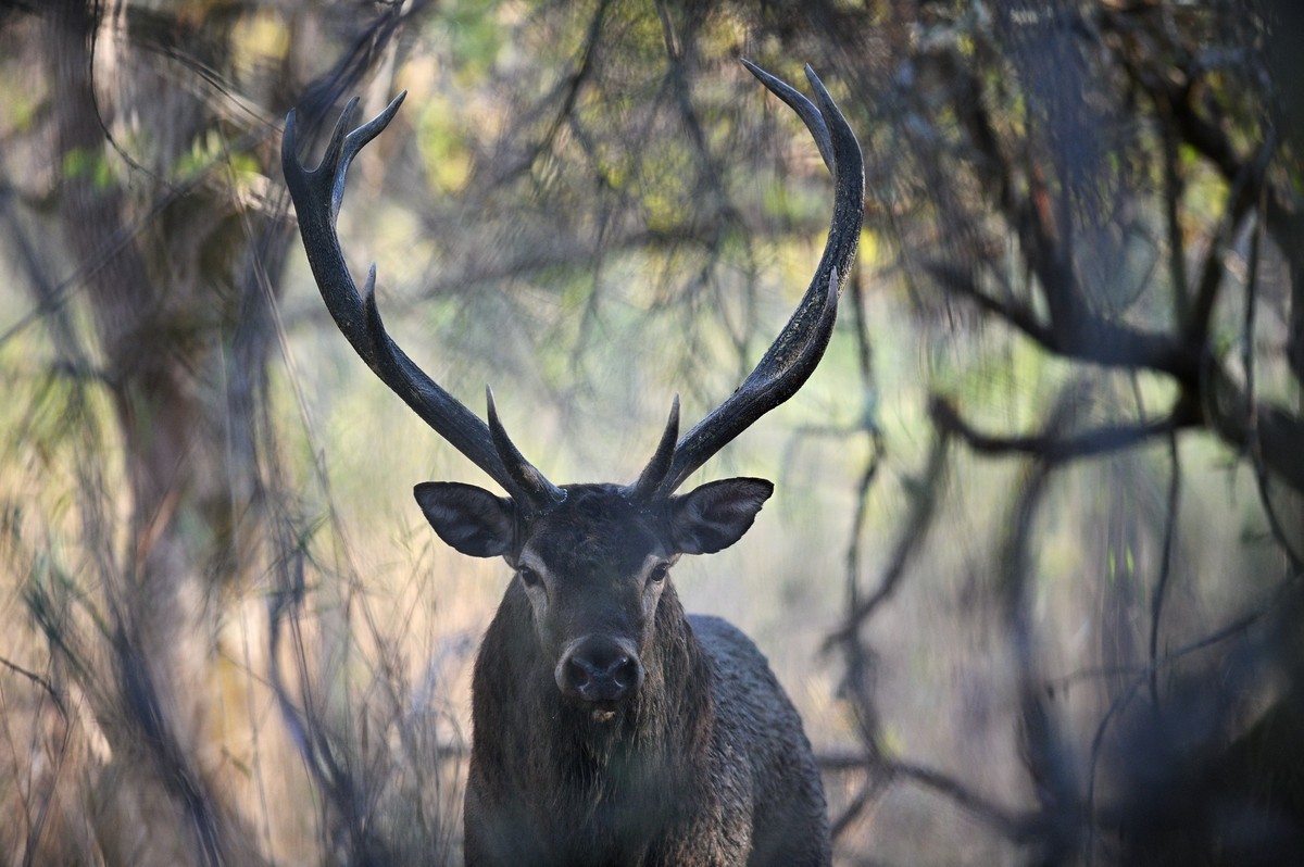 Cerf maître d'une place de brame.