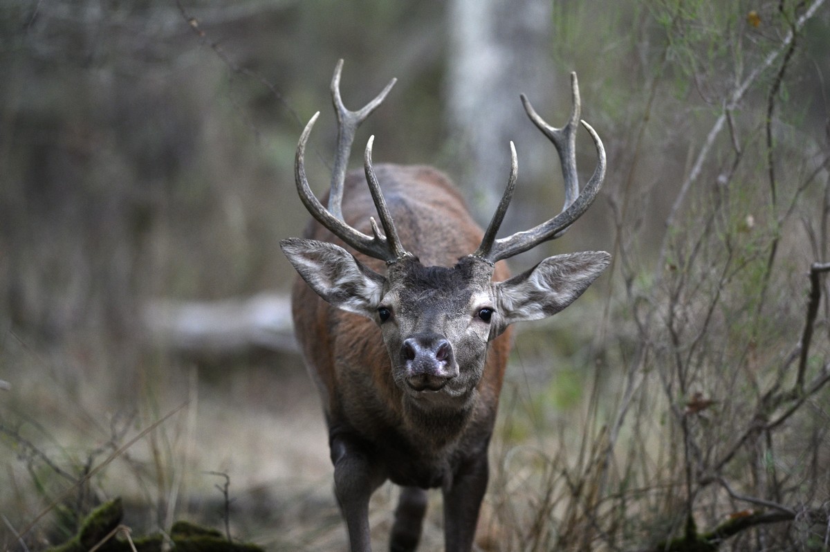 Jeune cerf qui fuit un maître de place.