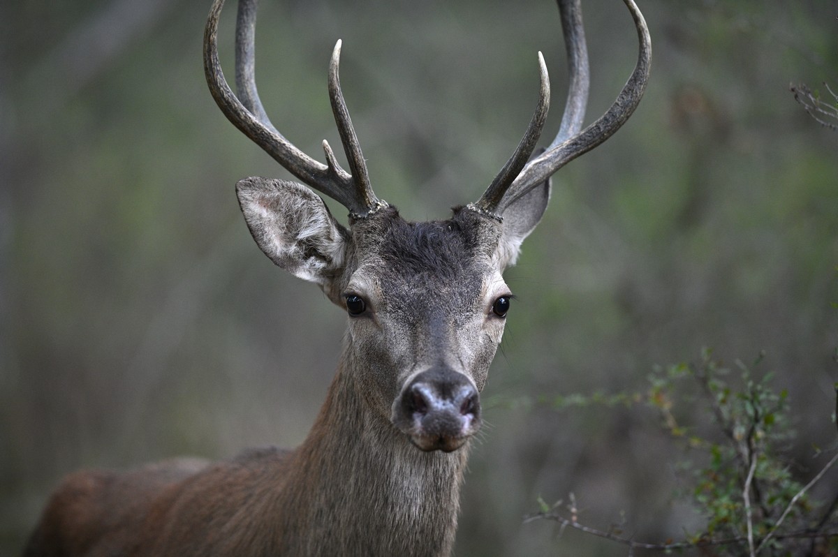 Portrait de jeune cerf.