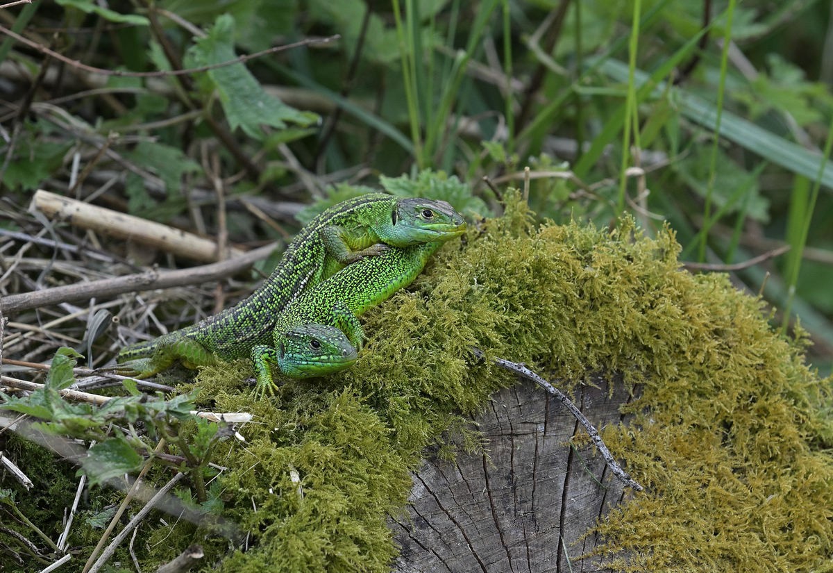 Couple de lézards verts.