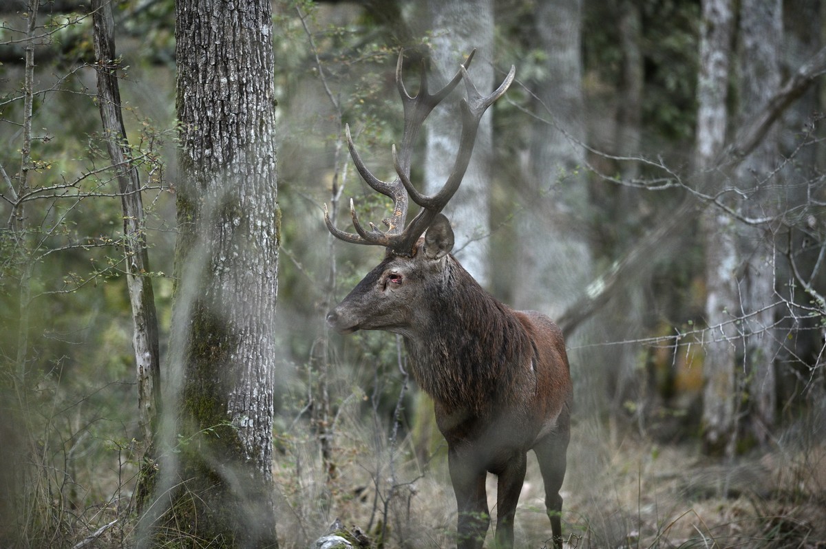 Cerf blessé à l'oeil avec un andouiller cassé.