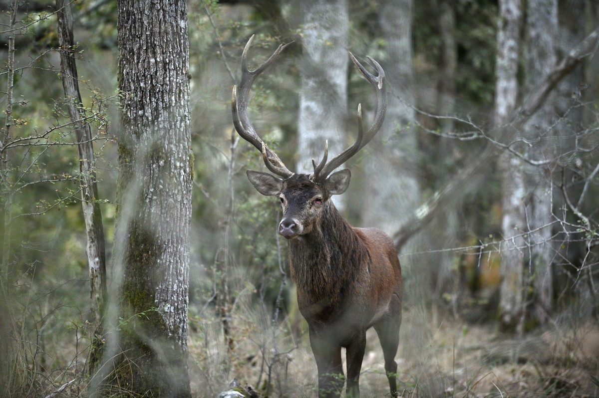 Cerf blessé à l'oeil avec un andouiller cassé.