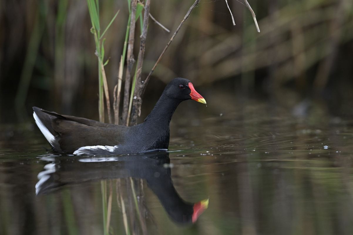 Gallinule poule d'eau.