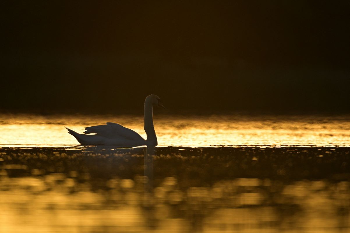 Cygne au lever du jour.