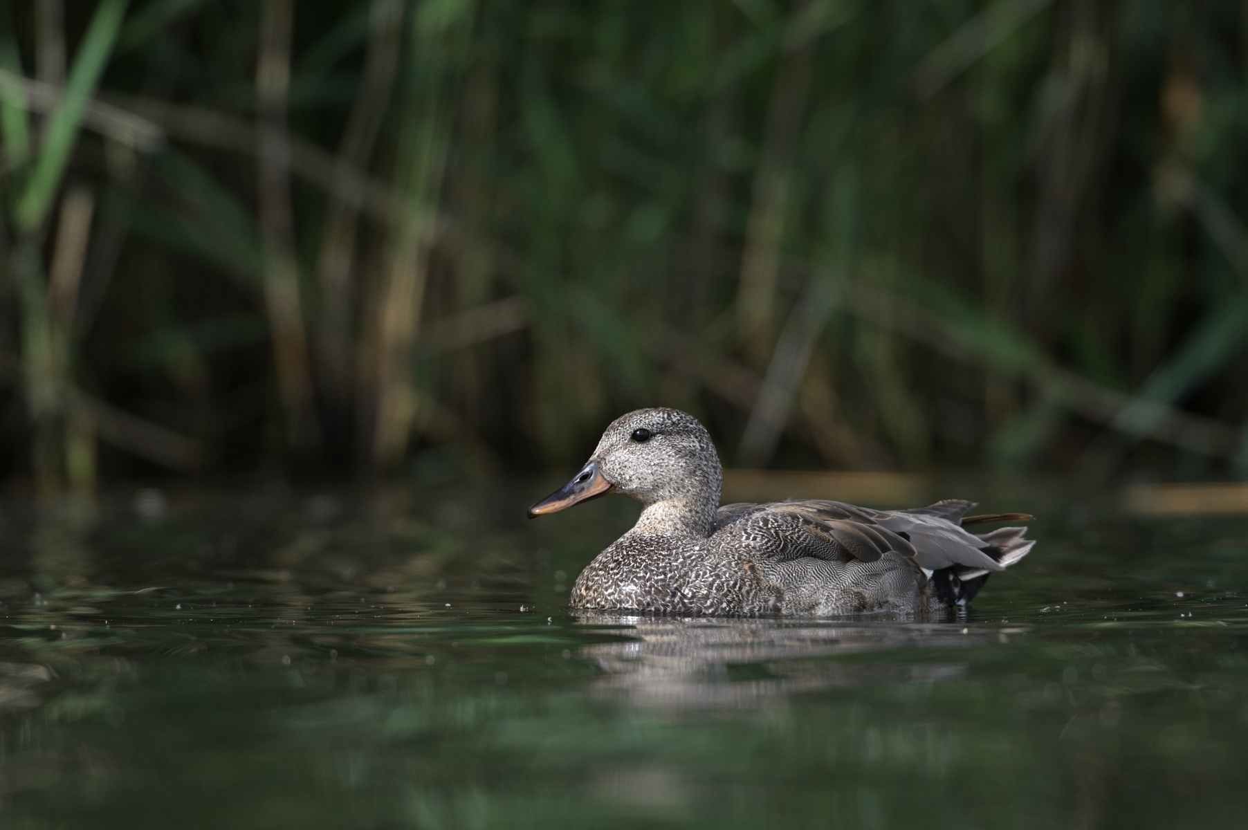 Canard chipeau mâle.