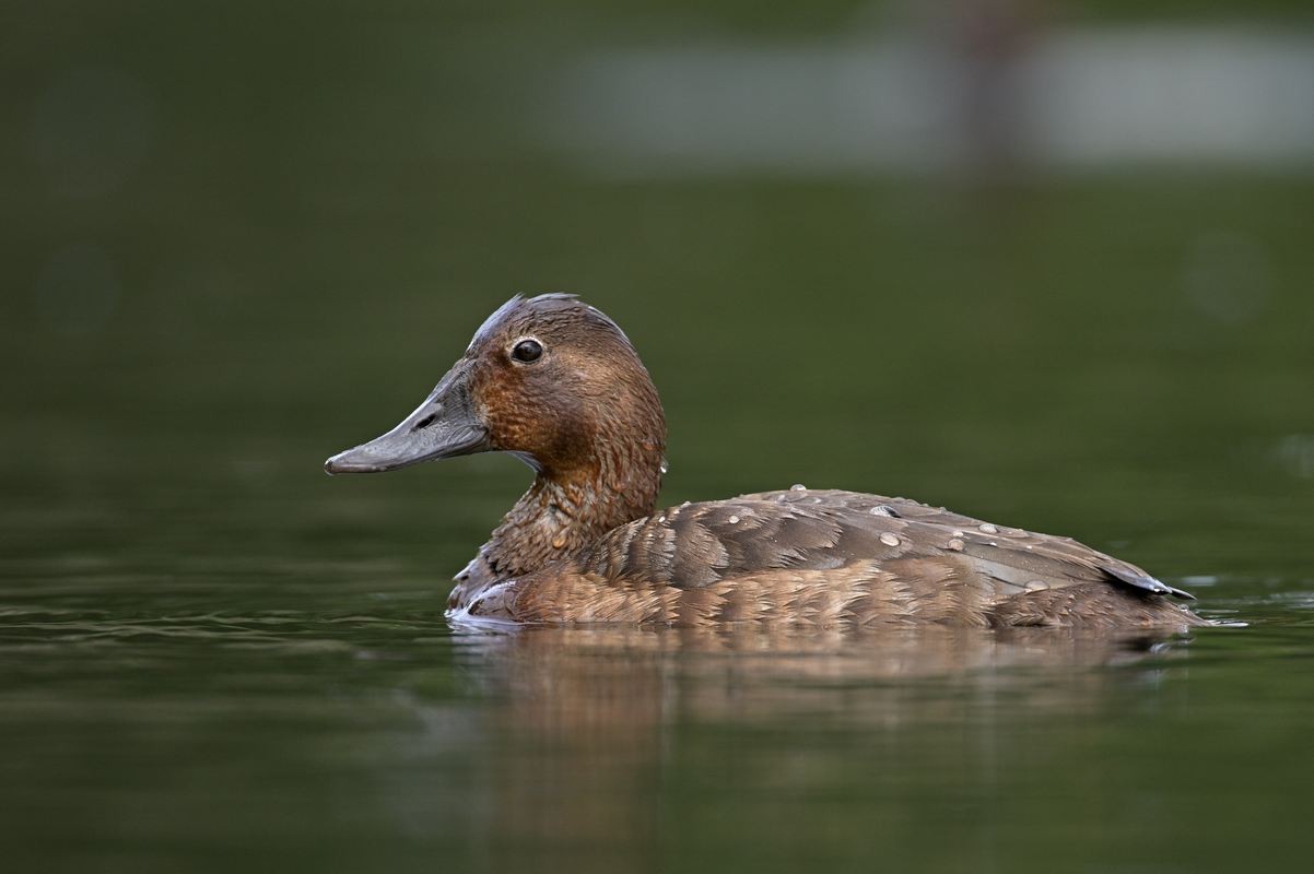 Canard milouin femelle.