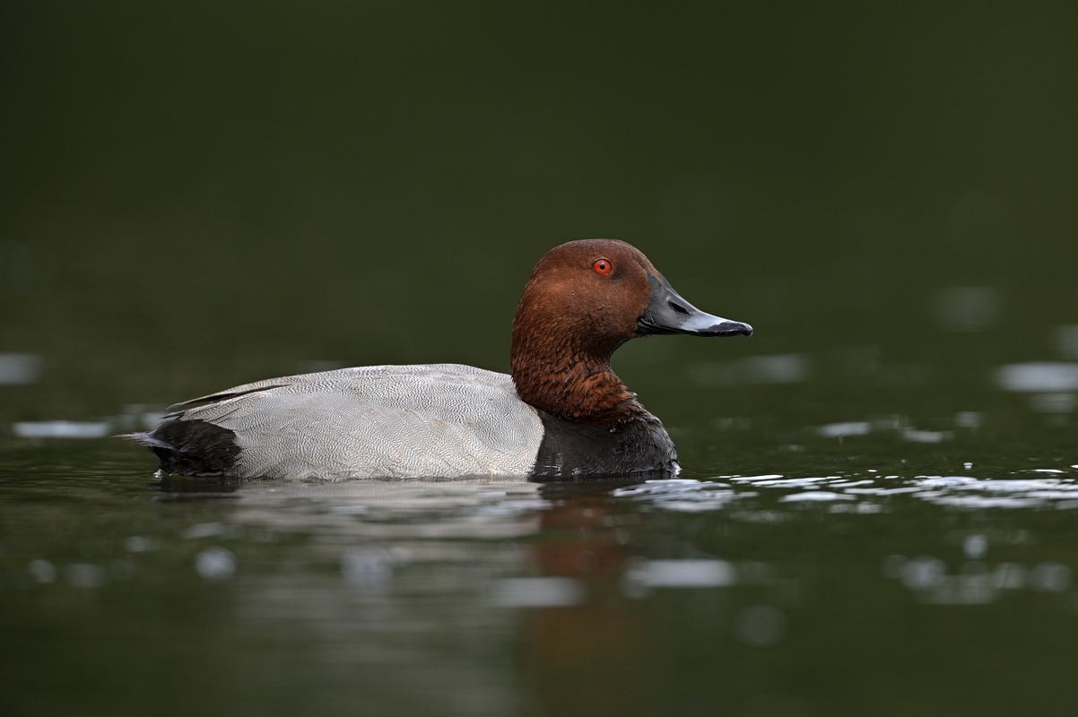 Canard milouin mâle.