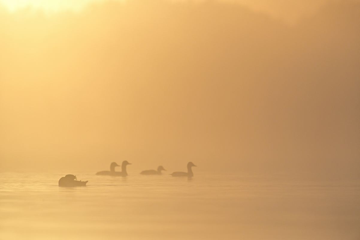 Brume au lever du jour.