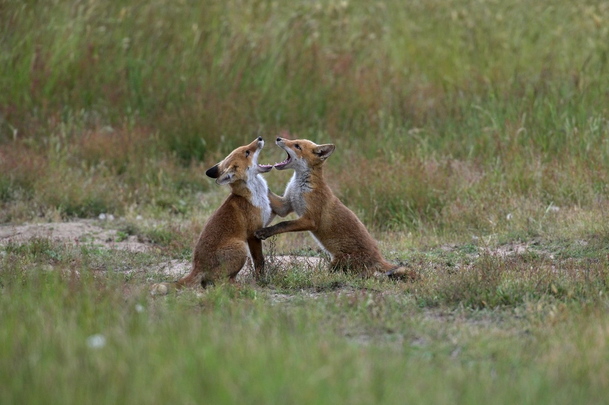 Jeux de Renardeaux.