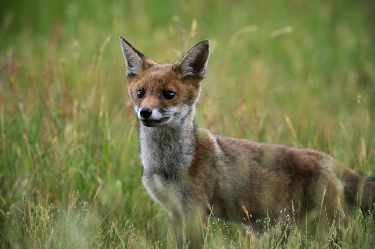 Renard roux.