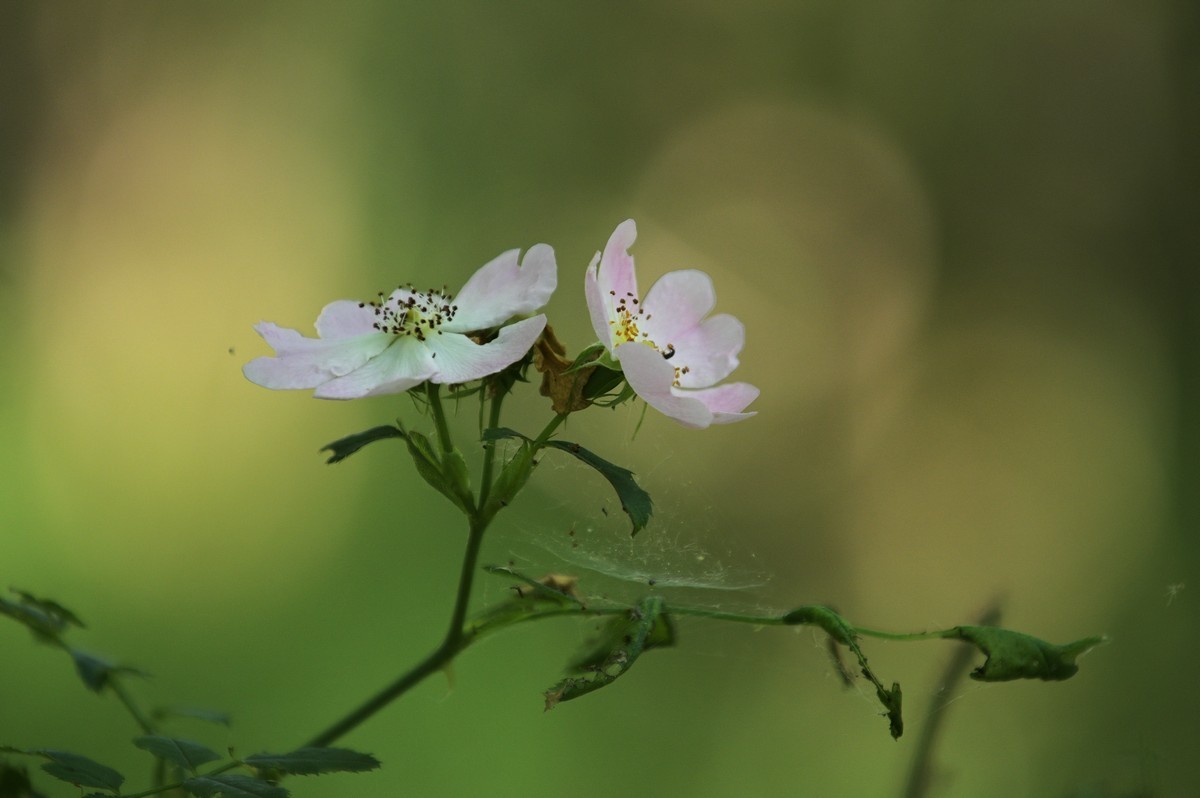 Roses d'églantier.