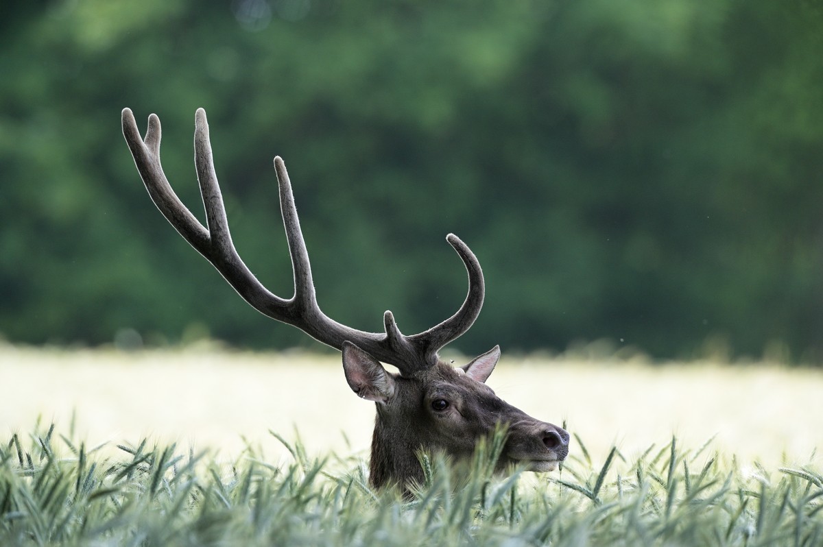 Cerf monobois en velours dans des céréales.