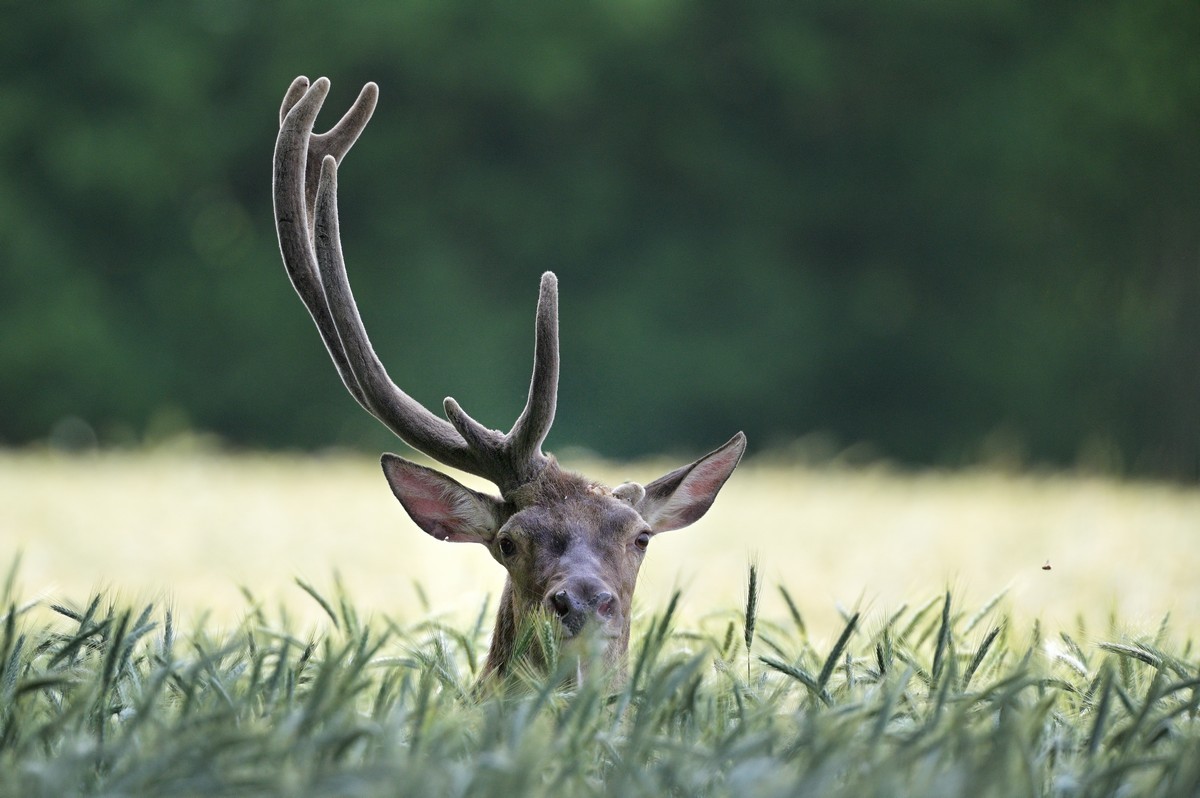 Cerf en velours avec un pivot cassé..