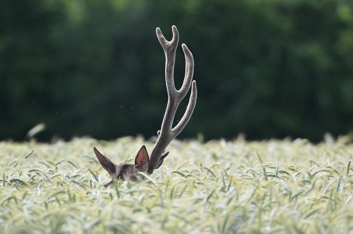 Cerf monobois en velours dans des céréales.