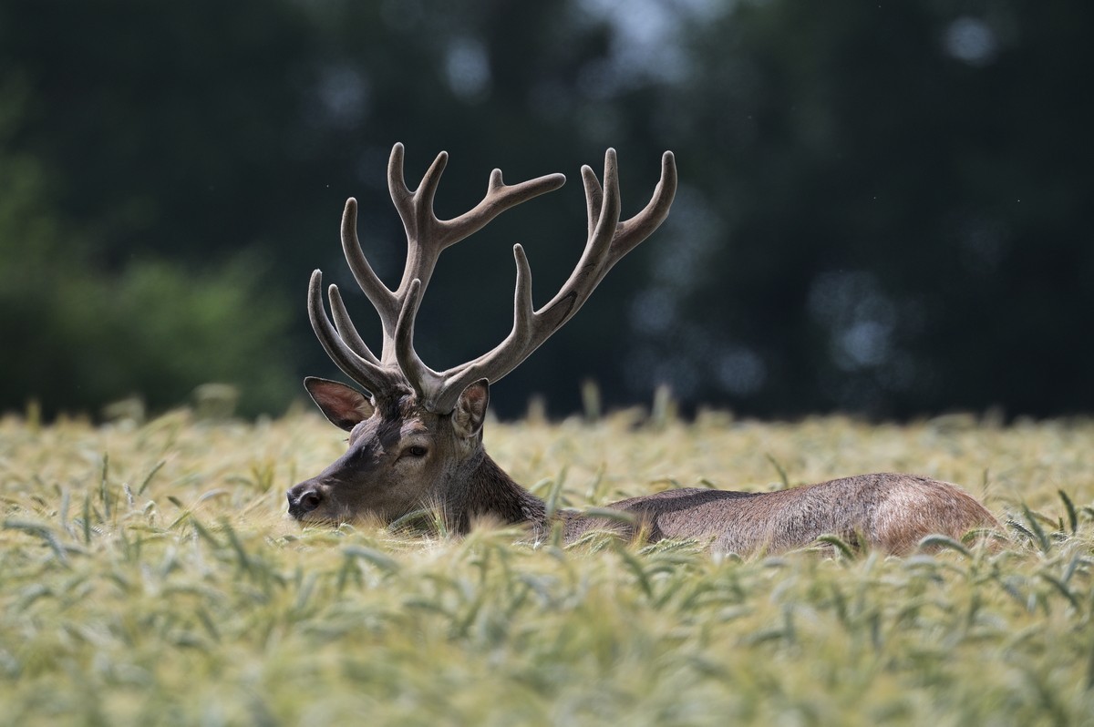 Cerf en velours dans des céréales.
