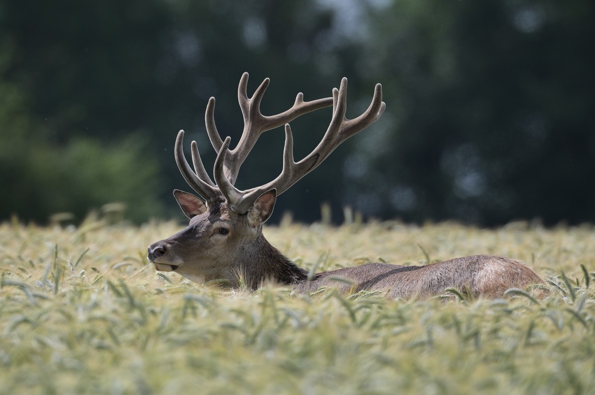 Cerf en velours dans des céréales.