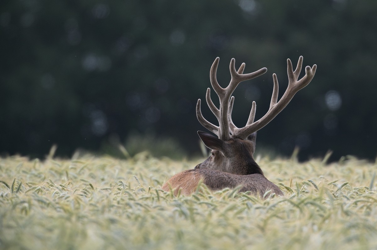 Cerf en velours dans des céréales.