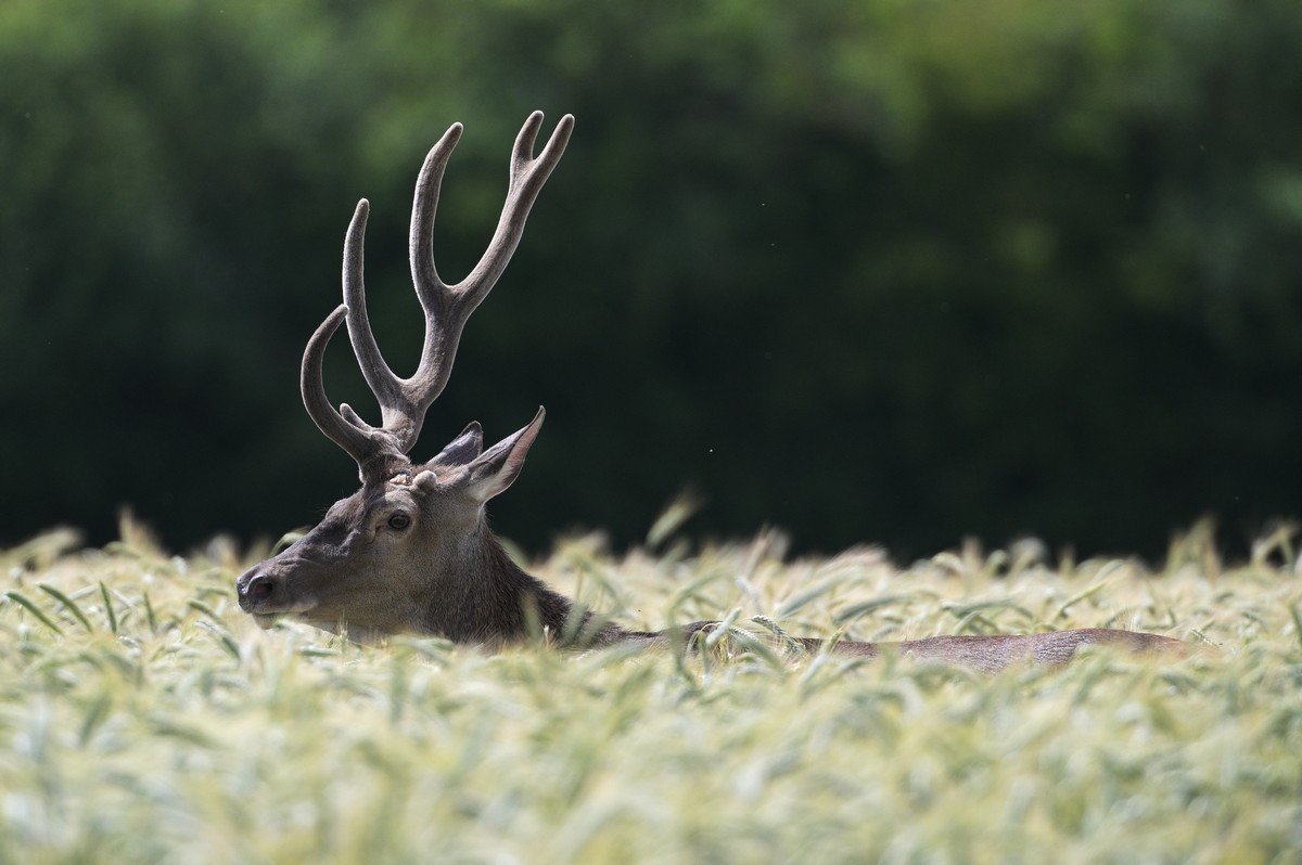 Cerf en velours avec un pivot cassé.