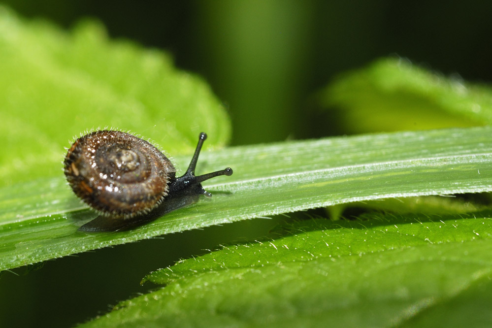 Escargot trichia