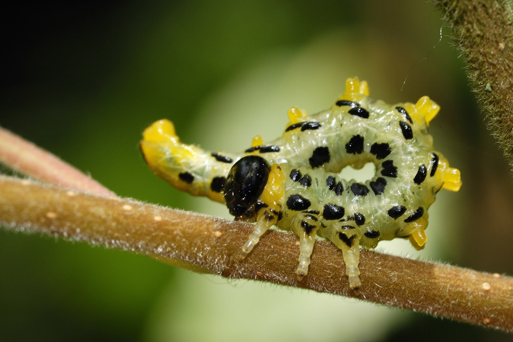 Tenthrède du bouleau (  larve fausse chenille )