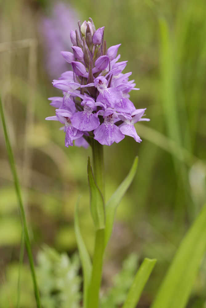 Orchidée sauvage ( dactylorhiza praetermissa )