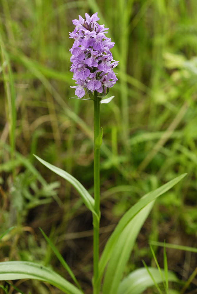 Orchidée sauvage ( dactylorhiza praetermissa )