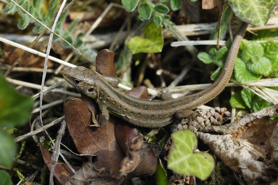 Lézard des souches immature