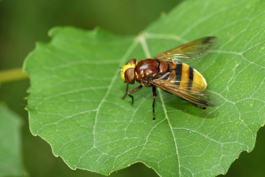 Volucelle (Vollucela zonaria).