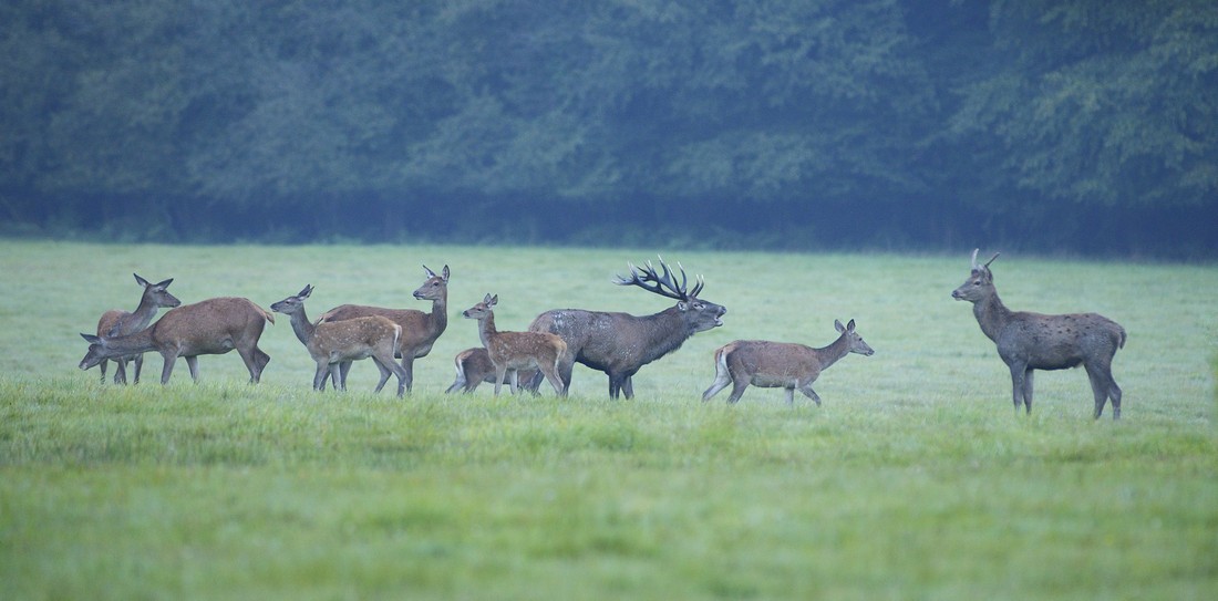 Cerf et son harpail