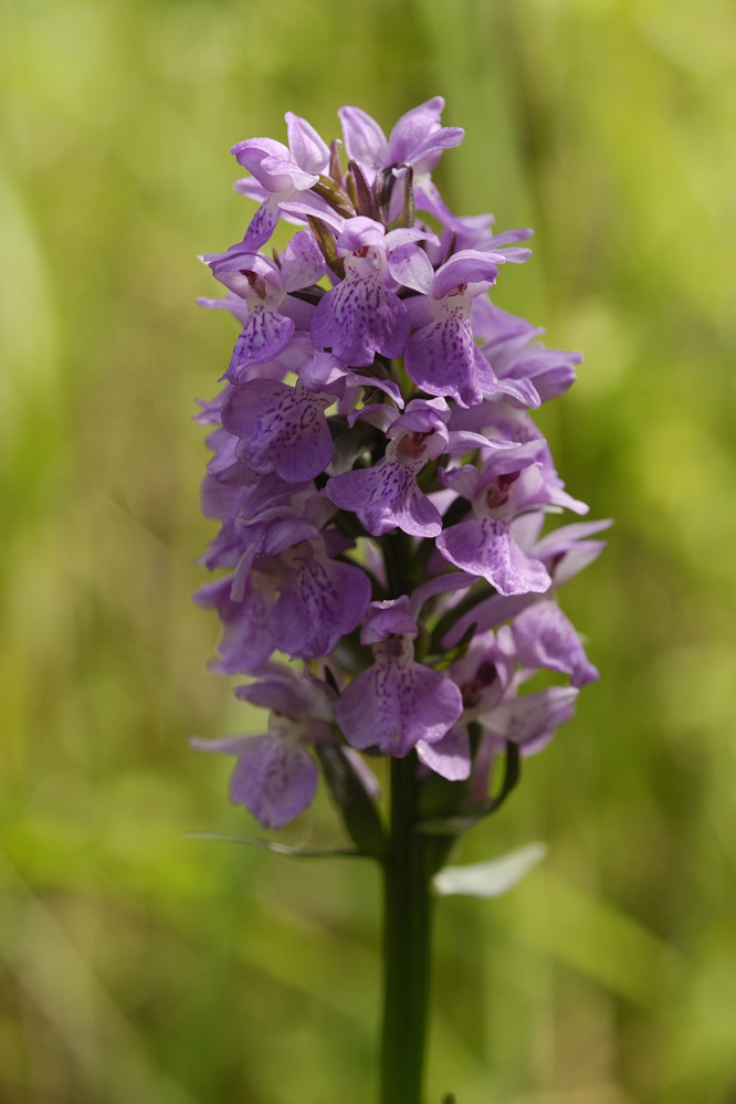 Orchidée sauvage ( dactylorhiza maculata )