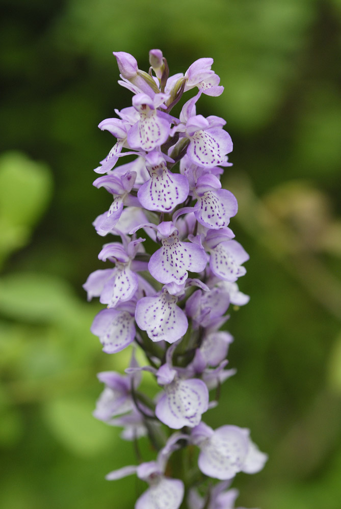 Orchidée sauvage ( dactylorhiza maculata )