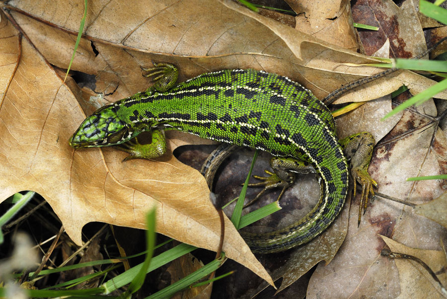 Lézard vert (femelle gravide)