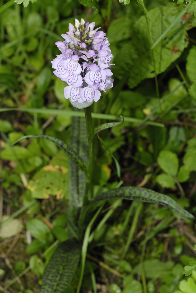 Orchidée sauvage ( dactylorhiza maculata )