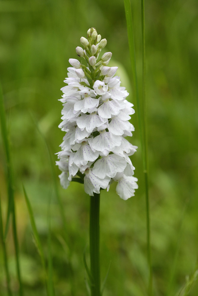 Orchidée sauvage ( dactylorhiza maculata )