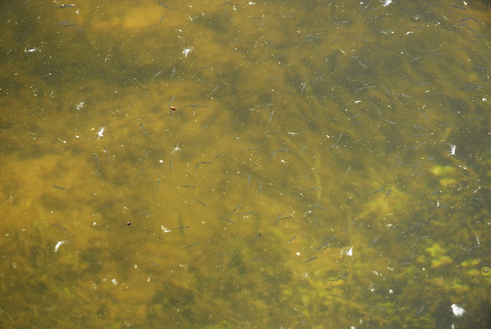 Alevins de gardons à vésicules résorbées ( 1 cm)