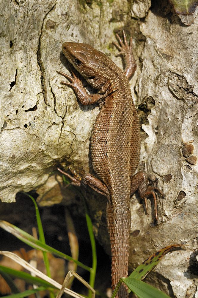 Lézard vivipare.