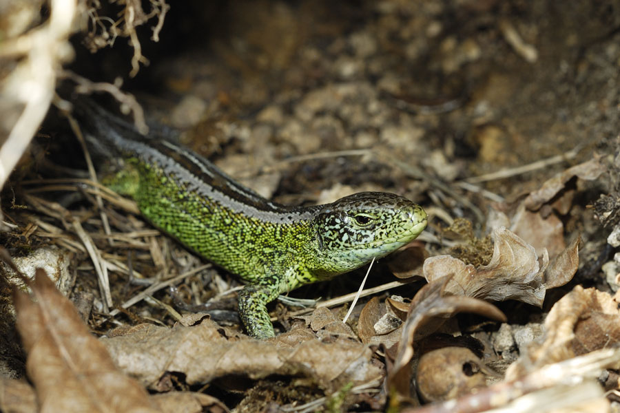 Lézard des souches mâle