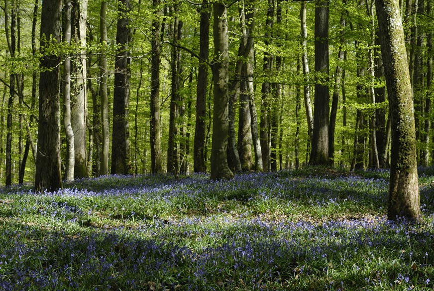 Sous bois tapissé de jacinthes.