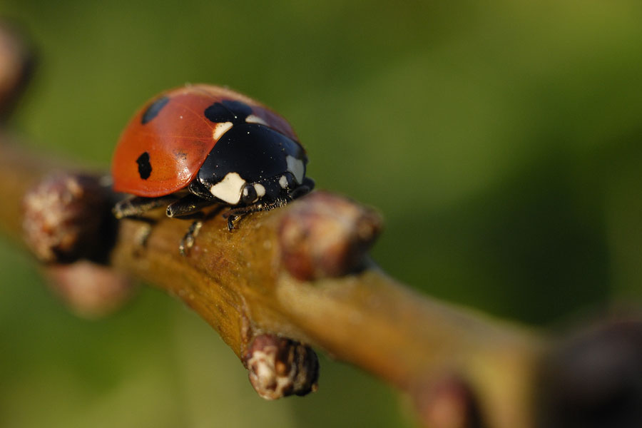 Coccinelle à sept points