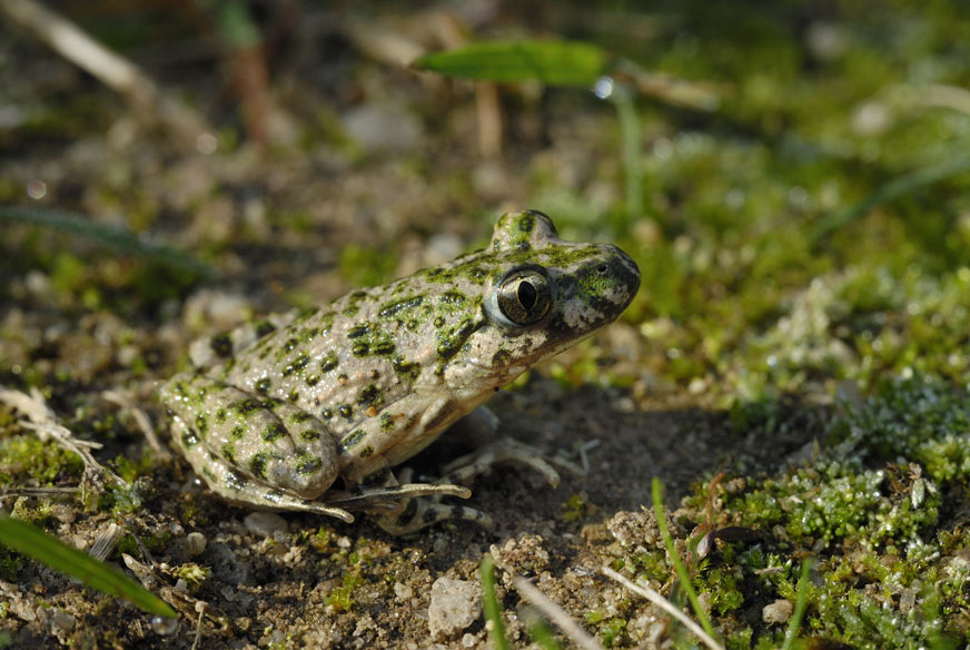 Pélodyte ponctué