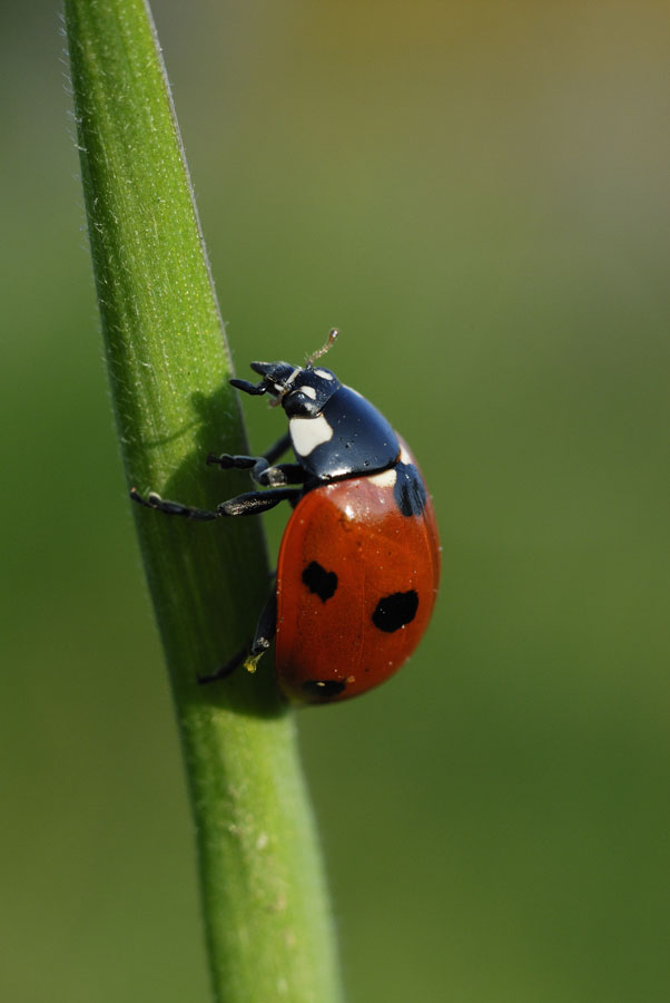 Coccinelle à sept points