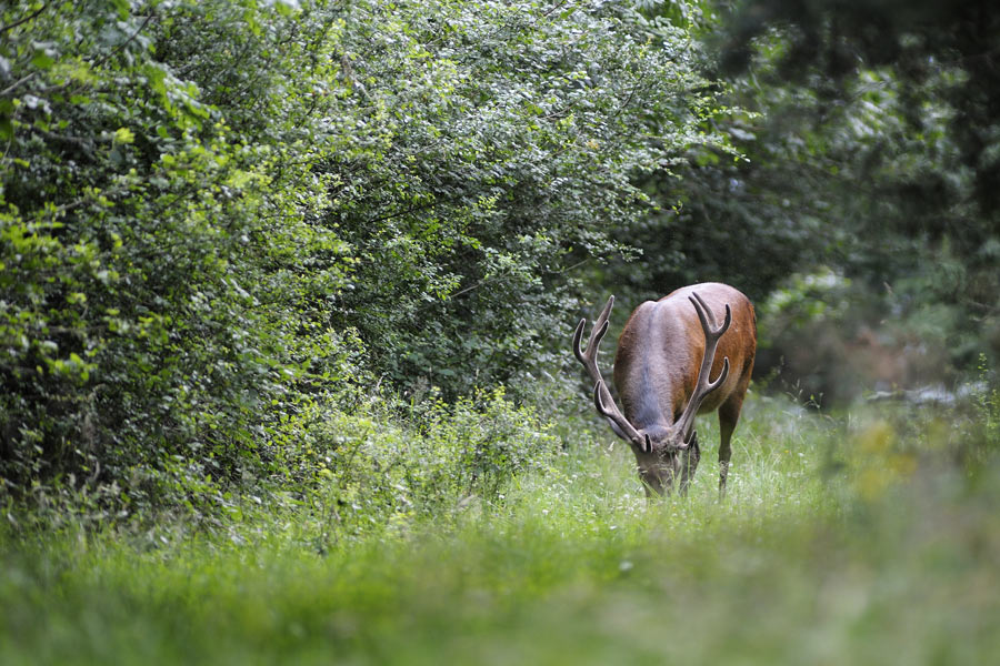 Cerf en velours.