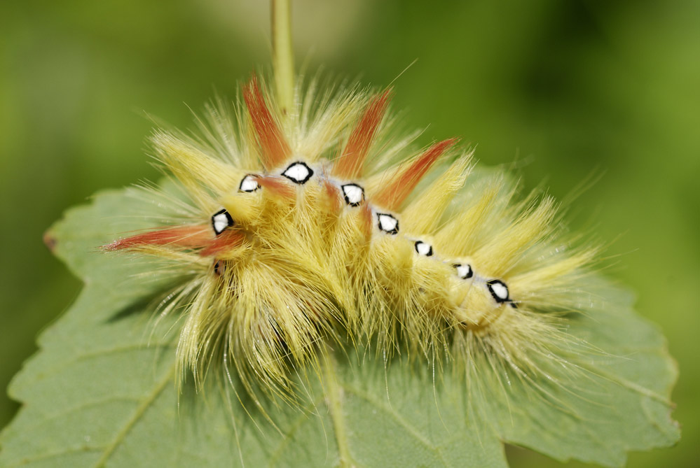 Chenille de la noctuelle de l'érable