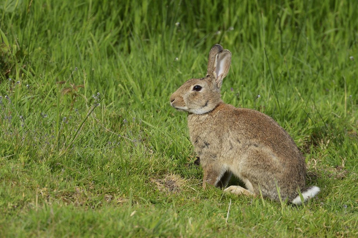 Lapin de garenne.