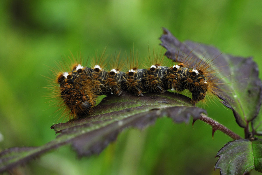 Le Cul brun (chenille)