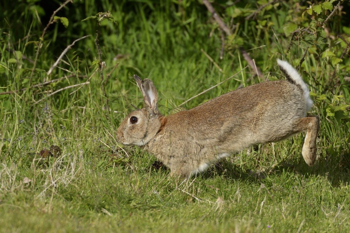 Lapin de garenne.